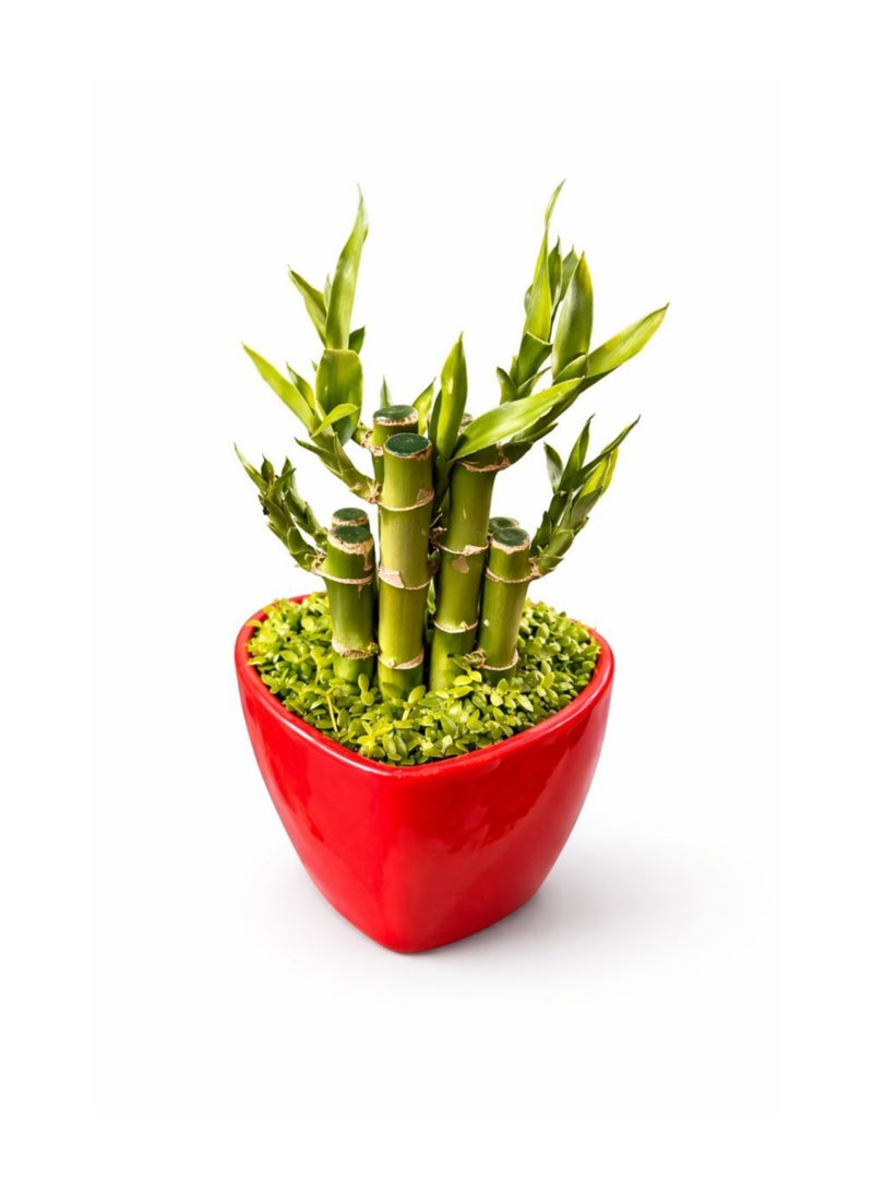 نبتة الخيزران المحظوظة الداخلية الطازجة (ارتفاع 12-20 سم) | خيزران محظوظ حيّ وفقًا لمبادئ فنغ شوي | خيزران زخرفي للطاولات | نبتة ديكور منزلية ومكتبية سهلة العناية - Image 5